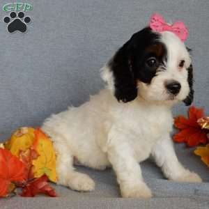 Snoopy, Cockapoo Puppy